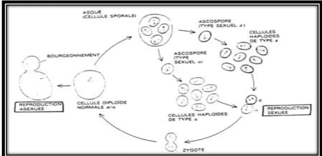 Figure n° 16 : Cycle de reproduction de la levure (Leclerc et al., 1995). 