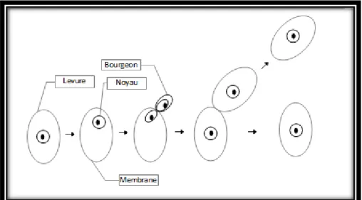 Figure n°18 : Schéma de la reproduction asexuée par bourgeonnement d’une levure  (Thuriaux, 2004)