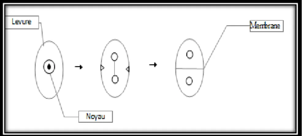 Figure n° 19 : Schéma de la reproduction asexuée par scission d’une levure  (Thuriaux, 2004)