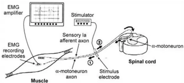 Figure 2.3  Pathway for the Hoffmann (H)-reflex and the M-wave. The electrical stimulus is  applied over the peripheral nerve