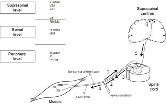 Figure 1. Schematic view of the different evoked potentials to investigate sites of muscle fatigue with the 