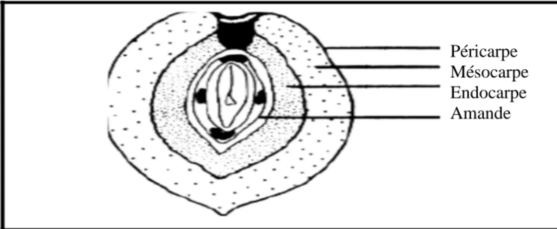 Figure 1. Coupe transversale de l’olive (Kiritsakis et Markakis, 1987) 