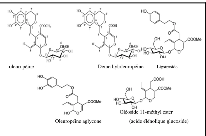 Figure  3.  Structures  chimiques  des  principaux  sécoiridoides  présents  dans  l’olive  (Ryan  et  al., 1998) 