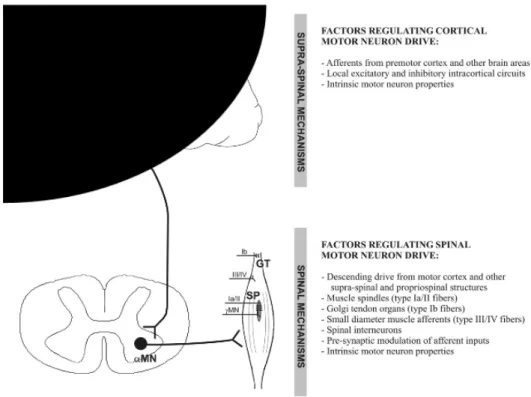 Figure 2.6: Contributors to central fatigue. Replicated from Ranieri and Lazzaro, 2012 132