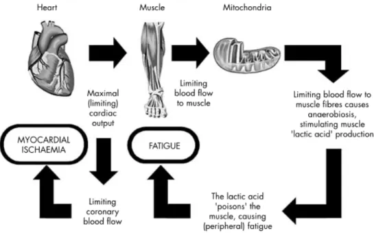 Figure 2.8: The catastrophe model of fatigue. Limits in CO bottleneck coronary blood flow leading to a  plateau in cardiac output