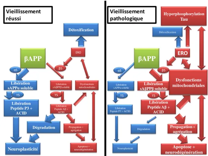 Figure 1  :  Schématisation  du  clivage  de  la  protéine  précurseur  de  l’amyloïde  (βAPP)  et  influence  des  mitochondries
