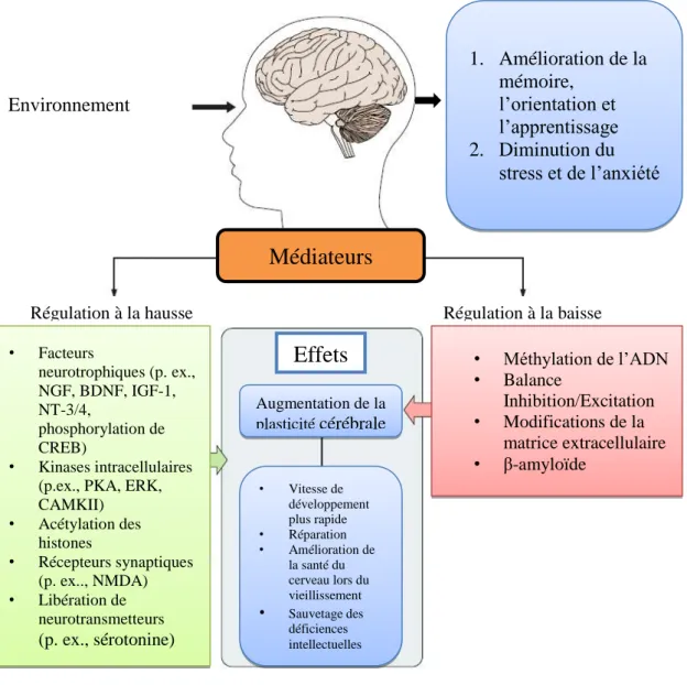 Figure 3 : Approche globale des effets de l’EE incluant l’APRA. Adapté de Sale et al. (2014)