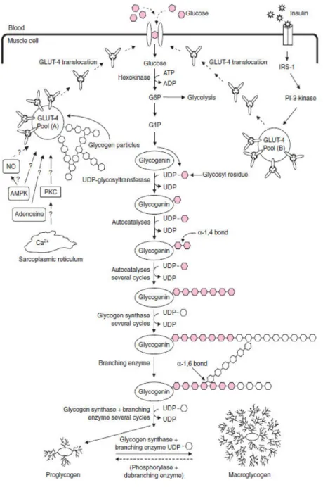 Figure  1 :  Représentation  schématique  de  la  synthèse  du  glycogène  musculaire