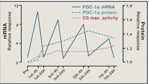 Figure  13  :  L’aug e tatio   t a sitoi e  et  p t e  de  l’e p essio   de  l’ARN   aug e te  l’e p essio  de la protein cible en réponse à un entraînement