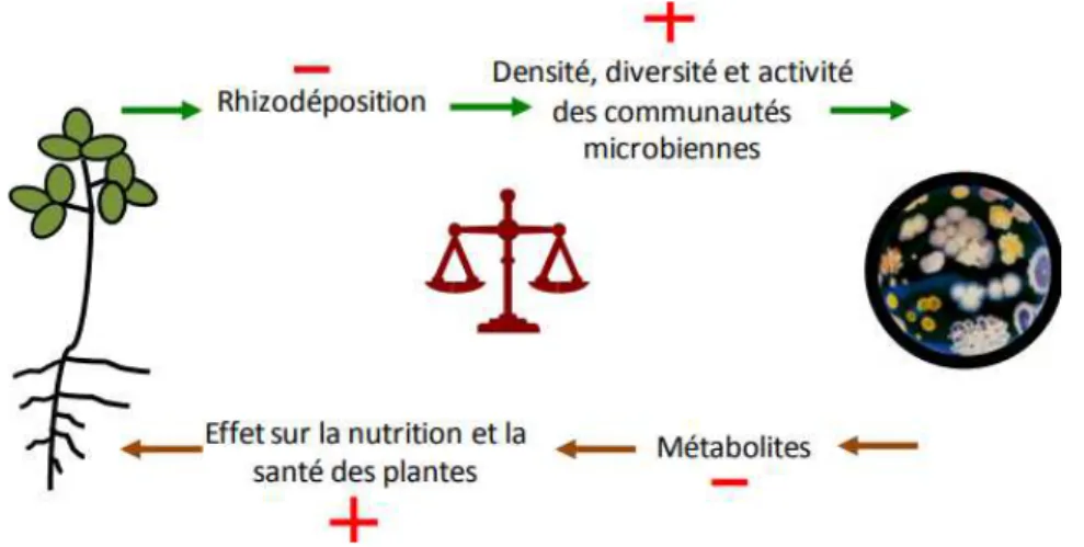 Figure 7.Vision coûts-bénéfices de l’interaction plantes-microorganismes mutualistes. Les  coûts  pour  la  plante  et  les  microorganismes  sont  compris  dans  les  processus  respectifs  de  rhizodéposition  et  de  production  de  métabolites