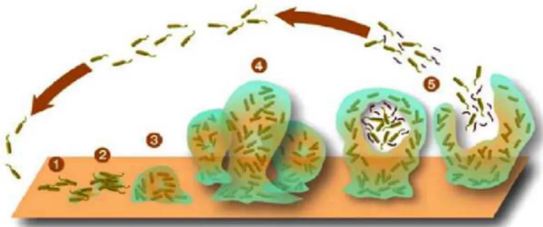 Figure  8.  Les  différentes  étapes  de  la  formation  d’un  biofilm  bactérien(Aye,  2015)