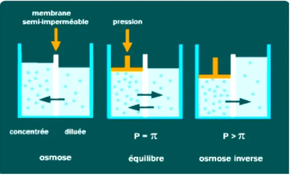Figure I.5 : Principe des phénomènes d’osmose et d’osmose inverse. [11]