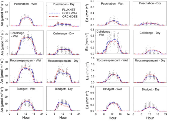 Fig. 6. Diurnal cycles of observed photosynthesis (A n , in µmol m −2 s −1 ) and actual evapotranspiration (E a in mm h −1 ), and average modelled values for the same Golden days for both GOTILWA+ and ORCHIDEE at all sites for both wet and dry Golden day p