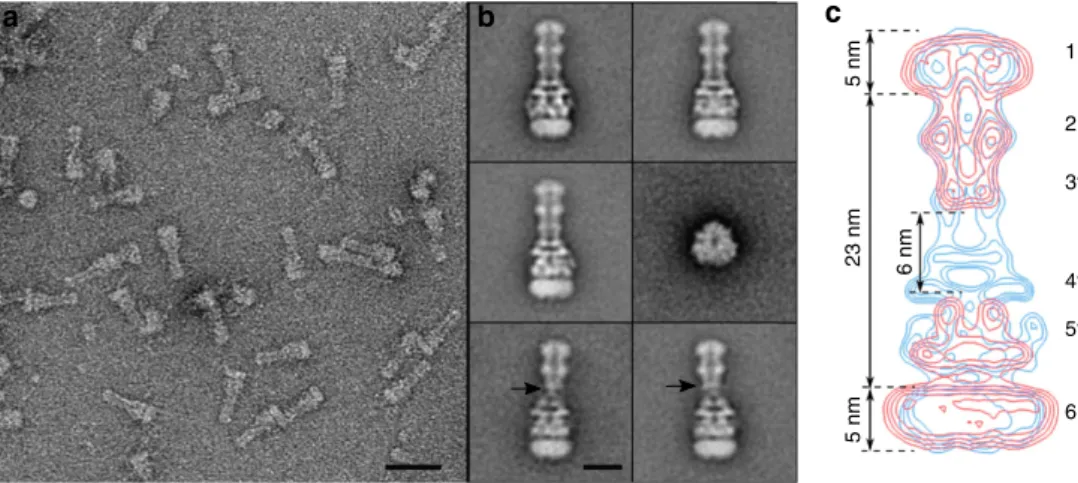 Figure 4 | TEM analysis of tripartite MexAB–OprM assembly. (a) Field of view revealing elongated complexes when OprM-ND and MexB-ND were mixed in the presence of MexA