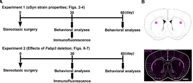 Figure 1. Experimental schedule and the injection site in mouse brain. (A) Experimental schedule in this study using in- in-trastriatally α-synuclein (αSyn)-injected mice