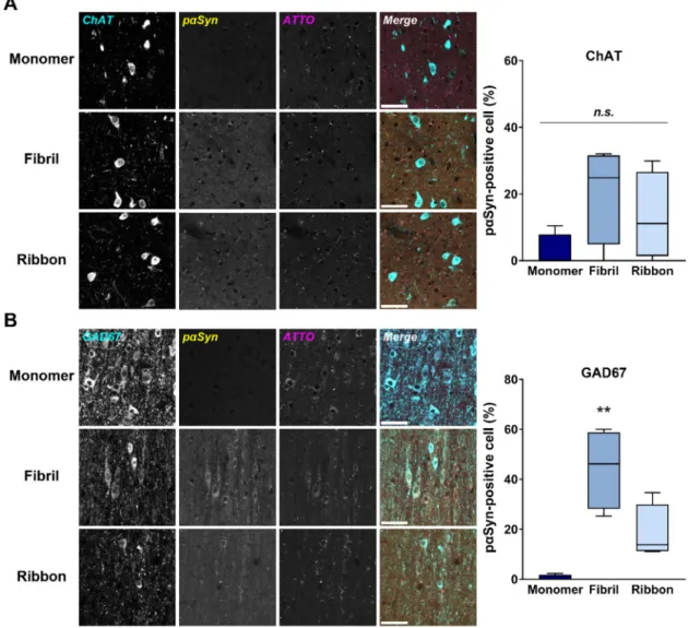 Figure 5B). To further clarify the detailed localization of α Syn and FABP3 in the MS/DB, the neuronal distribution of each protein was investigated (Figure 5C–E)