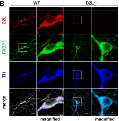 Figure 2. Distribution of dopamine D2 long (D 2L ) receptors and their co-localization with FABP3 in  dopaminergic neurons