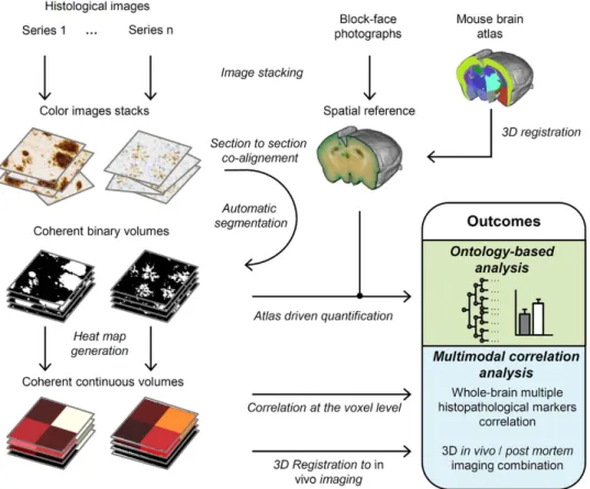 Figure 1.  3DHAPi image analysis steps and outcomes. First, block-face photographs are stacked to provide  a spatial reference (top-middle)