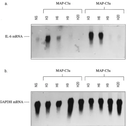 FIG. 4. Northern blotting experiment on RNAs de- de-rived from stimulated (10 ⫺10 M MAP peptides) or unstimulated T98G cells