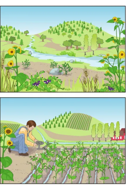 Figure 1.6 – Illustration des diff´erences principales entre les ´ecosyst`emes naturel et agricole