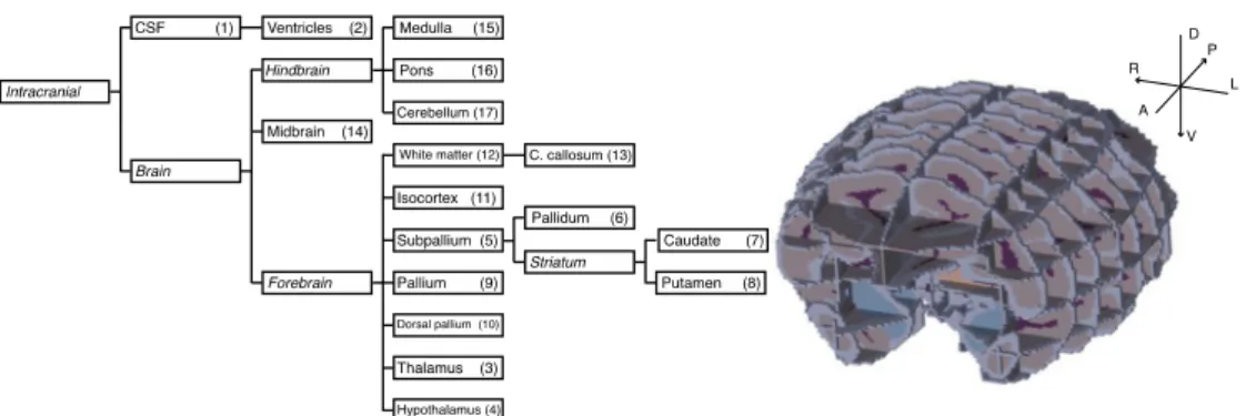 Fig. 1. Left: simpliﬁed CIVM hierarchy. Only labels associated with a number correspond to a hard label