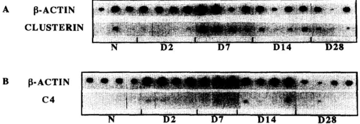 Fig.  1. Southern blots representing the co-expression of  fl-actin/clusterin (A) and  fl-actin/C4 (B) mRNA in sciatic nerves of adult rats: 