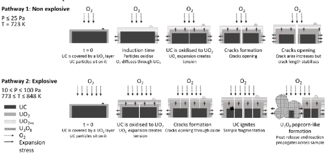 Figure 9. Proposed mechanism of oxidation of UC sintered fragments from 723 – 848 K in an oxygen atmosphere  of 10-100 Pa O 2 
