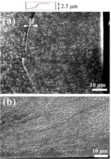 FIG. 3: Bitter decoration images of Ba(Fe 1 − x Co x ) 2 As 2 single- single-crystals (a) crystal #2.1 with x = 0 