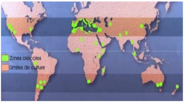 Figure 01 : Répartition de la culture de l’olivier dans le monde (COI 2013))  1.3. La Culture de l’olivier en Afrique du nord 