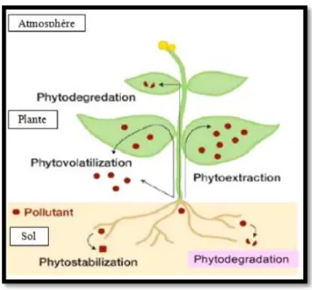 Fig. 3 : Processus de phytoextraction, absorption des contaminants présents dans le  sol (ITRC, 2001)