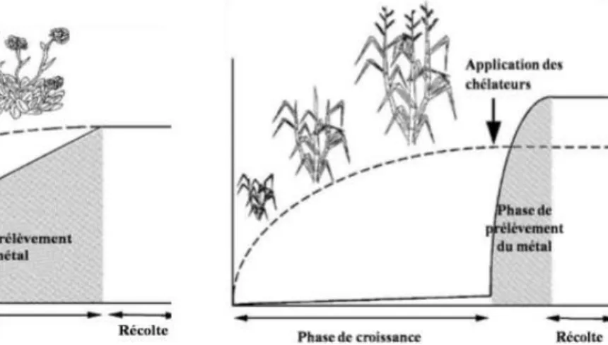 Fig. 6: Représentation de la phytostabilisation (ITRC, 2001). 