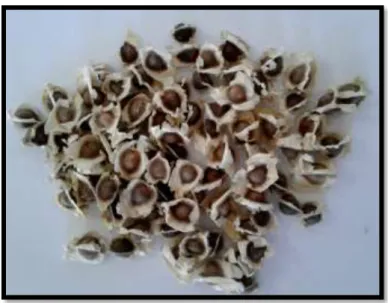 Fig. 16 : Graines de Moringa Oleifera L. 