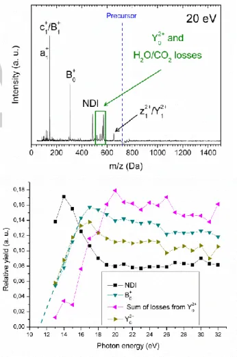 Figure  2.  Top:  mass  spectrum  of  [V+2H] 2+   after  absorption  of  one  20  eV  photon  (the  usual  nomenclature  for  fragmentation  of  peptides  and  oligosaccharides  has  been  used  and  NDI  stands  for  non-dissociative  ionization);  bottom