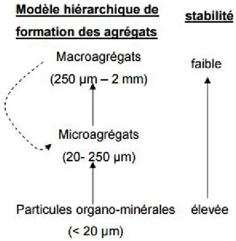 Figure 01. Modèle hiérarchique de formation d’agrégats, et leur stabilité relative,   Les microagrégats se forment à partir de l’agglomération de particules  organo-minérales puis forment des macroagrégats (Tisdall et Oades, 1982) mais où des microagrégats