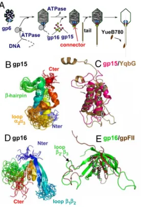 Fig. 1. Structure of bacteriophage SPP1 head completion proteins. (A) Connector proteins (gp6, gp15, and gp16) are identified within the SPP1 assembly and DNA ejection pathway