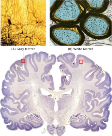 Figure 1.4: Brain tissue can be divided into grey and white mat- mat-ter. (A) Grey matter is composed mainly of cell bodies