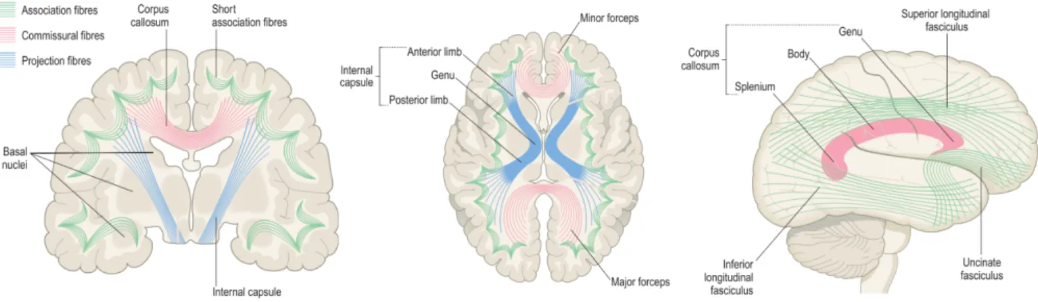Figure 1.6: Example of major commissural, association, and projection tracts in the white matter