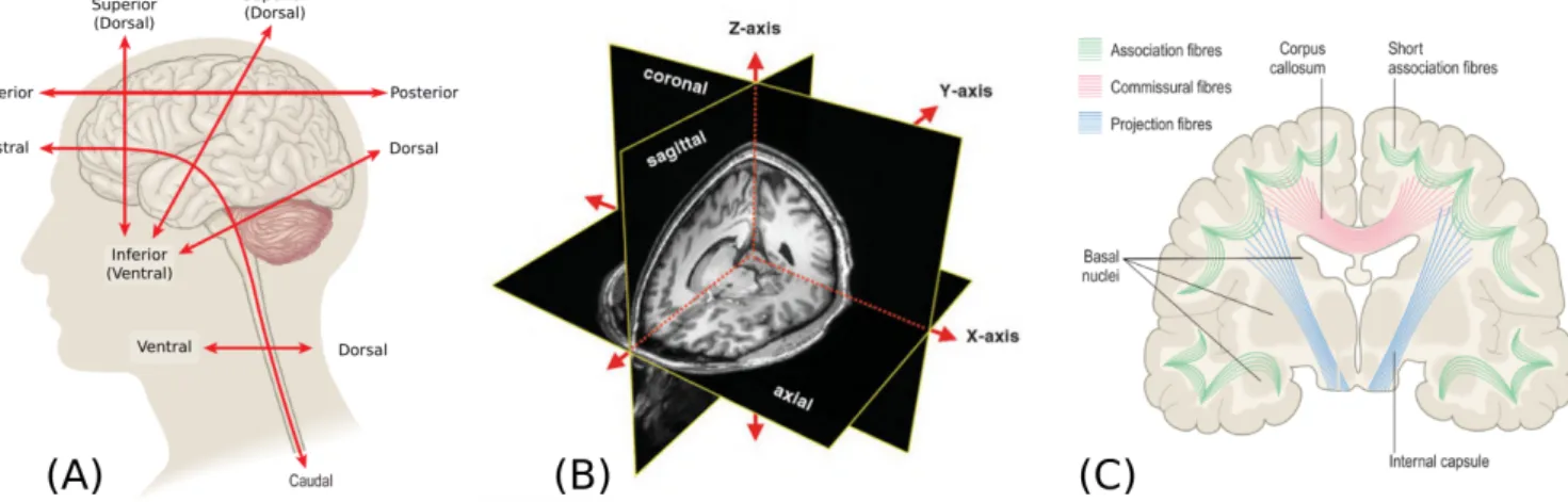 Figure 1.7: In order to describe the location of structures on the brain, standardized nomenclature is used
