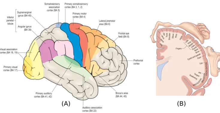 Figure 1.8: According to the modular paradigm, the brain can be divided in regions that are functionally specialized