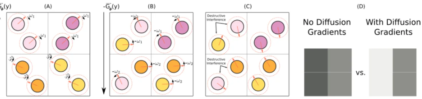 Figure 2.4: Simplified scheme of how diffusion is measured. We illustrated in the same plane as the gradient’s direction so simplify the figure