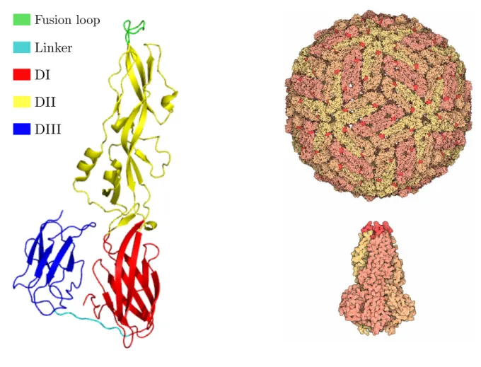 Figure 1.1 Dengue fever virus fusion protein. (Left) Class II fusion protein monomer in its post- post-fusion conformation