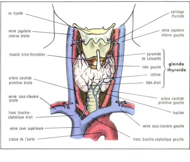 Figure 02.  Anatomie de la thyroïde   3. Histologie  