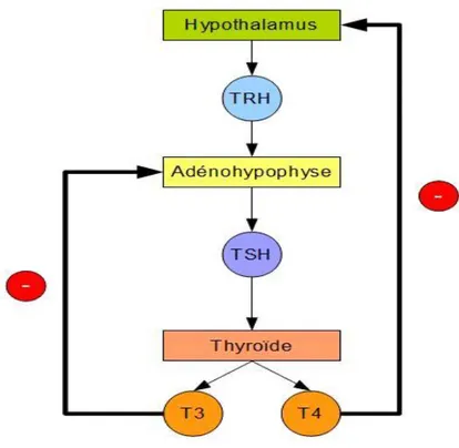 Figure 4. Contrôles et rétrocontrôle des hormones thyroïdiennes [26] 