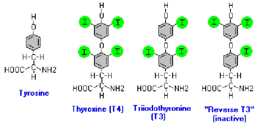 Figure 05.  Structure des  hormones  thyroïdiennes [26]