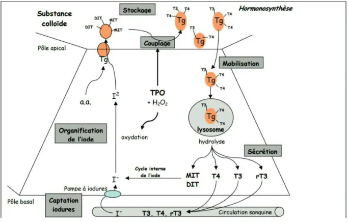 Figure 06. Les étapes de la biosynthèse des hormones thyroïdiennes  8. Iodure ou iode inorganique : 