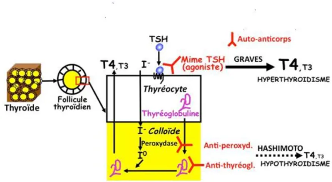 Figure 09. Les maladies auto-immunitaire [31]. 