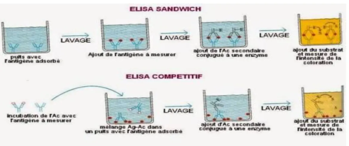 Figure 12 : ELISA en compétition et en sandwiche [56]. 