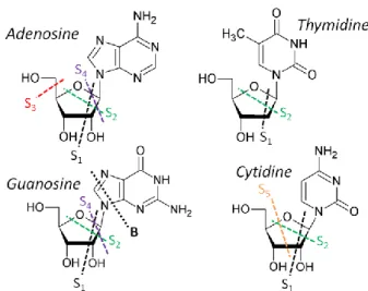 Fig. 4 Chemical drawings of the four nucleotides studied, showing the  proposed dissociations giving the observed main fragments that are 