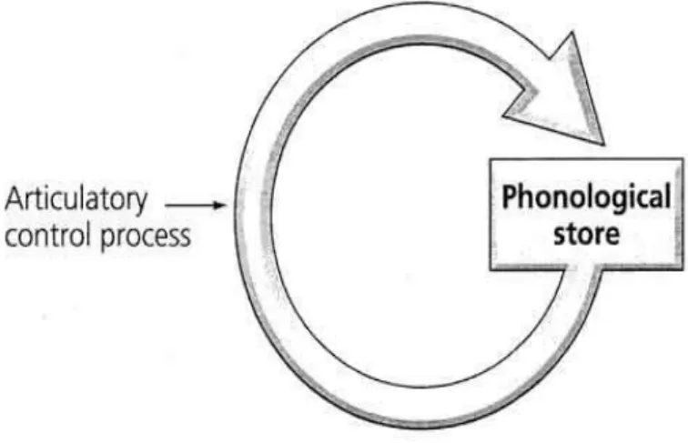 Figure II.01: The phonological loop from Working Memory/ Simply Psychology article             The articulatory control process acts as an inner voice rehearsing information from the  phonological loop