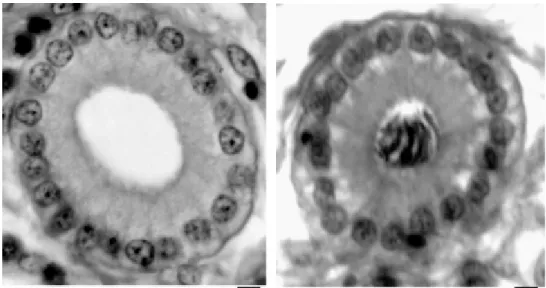 Figure n°2 : Coupes transversales de glandes utéro-vaginales chez la poule (Brillard, 1990)